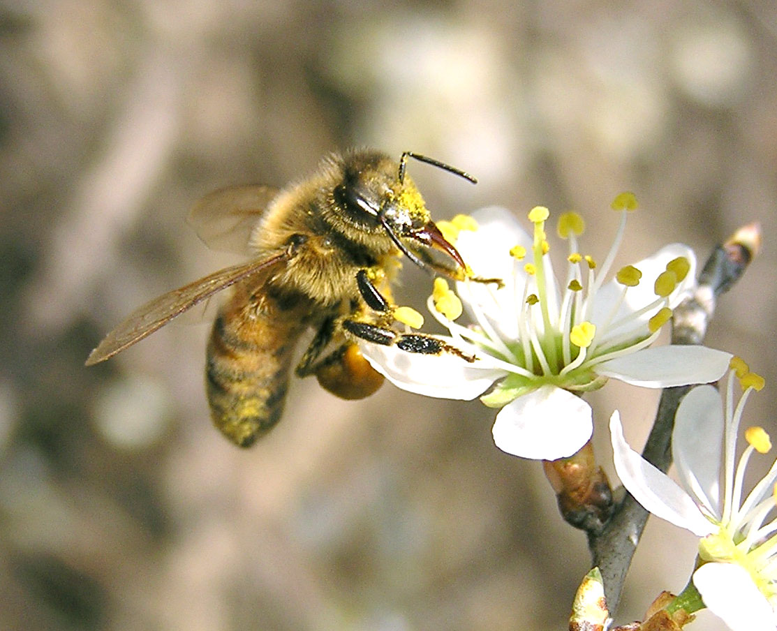 Fiore di Biancospino su cui si è posato un'ape intenta a raccogliere il polline